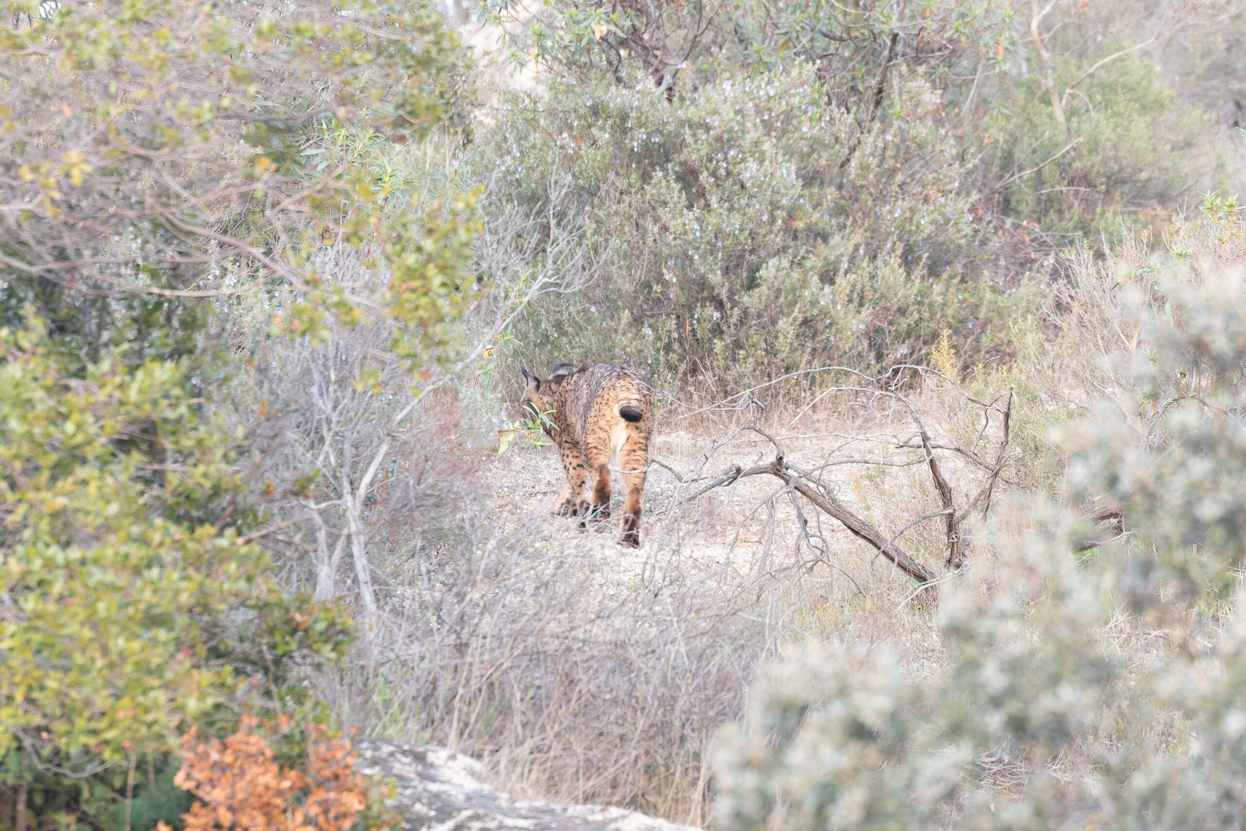 Iberian Lynx (image by Diedert Koppenol)