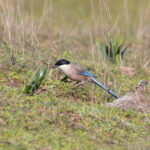 Iberian Magpie (image by Diedert Koppenol)