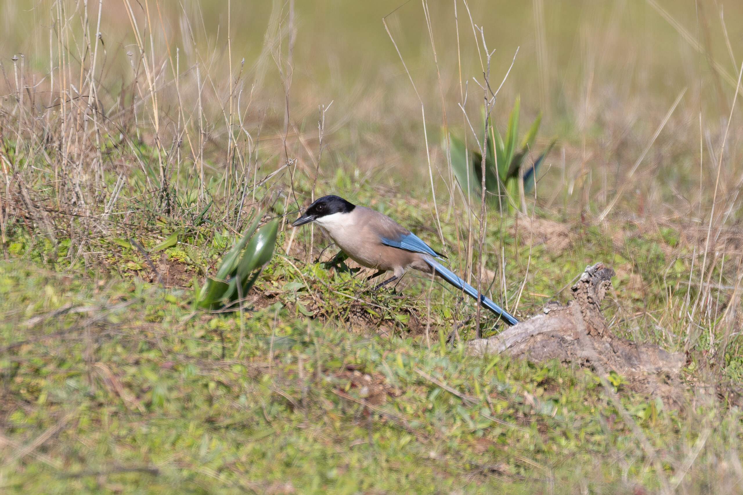 Iberian Magpie (image by Diedert Koppenol)
