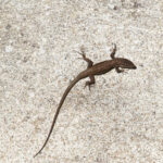 Iberian Wall Lizard (image by Diedert Koppenol)