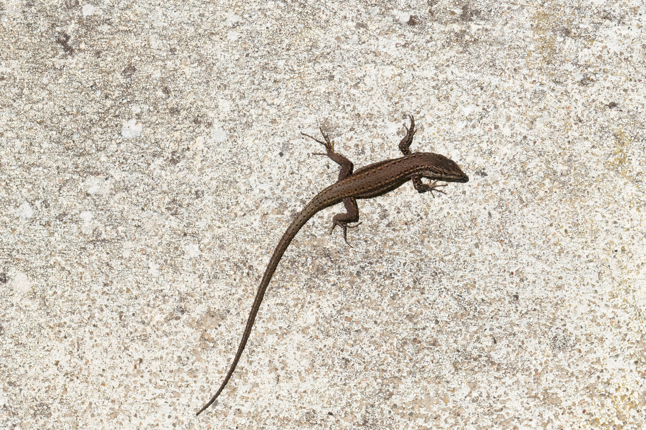 Iberian Wall Lizard (image by Diedert Koppenol)