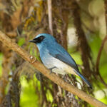 Indigo Flycatcher (image by Trevor Ellery)