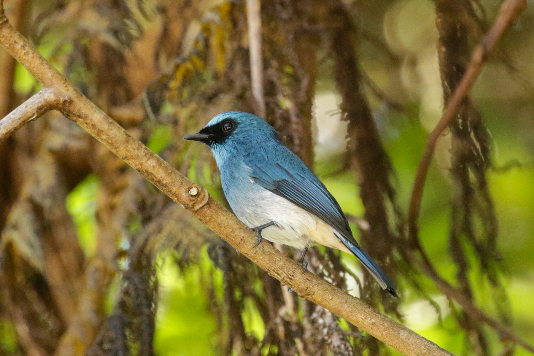 Indigo Flycatcher (image by Trevor Ellery)