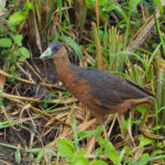Isabelline Bush-hen (image by Dave Farrow)