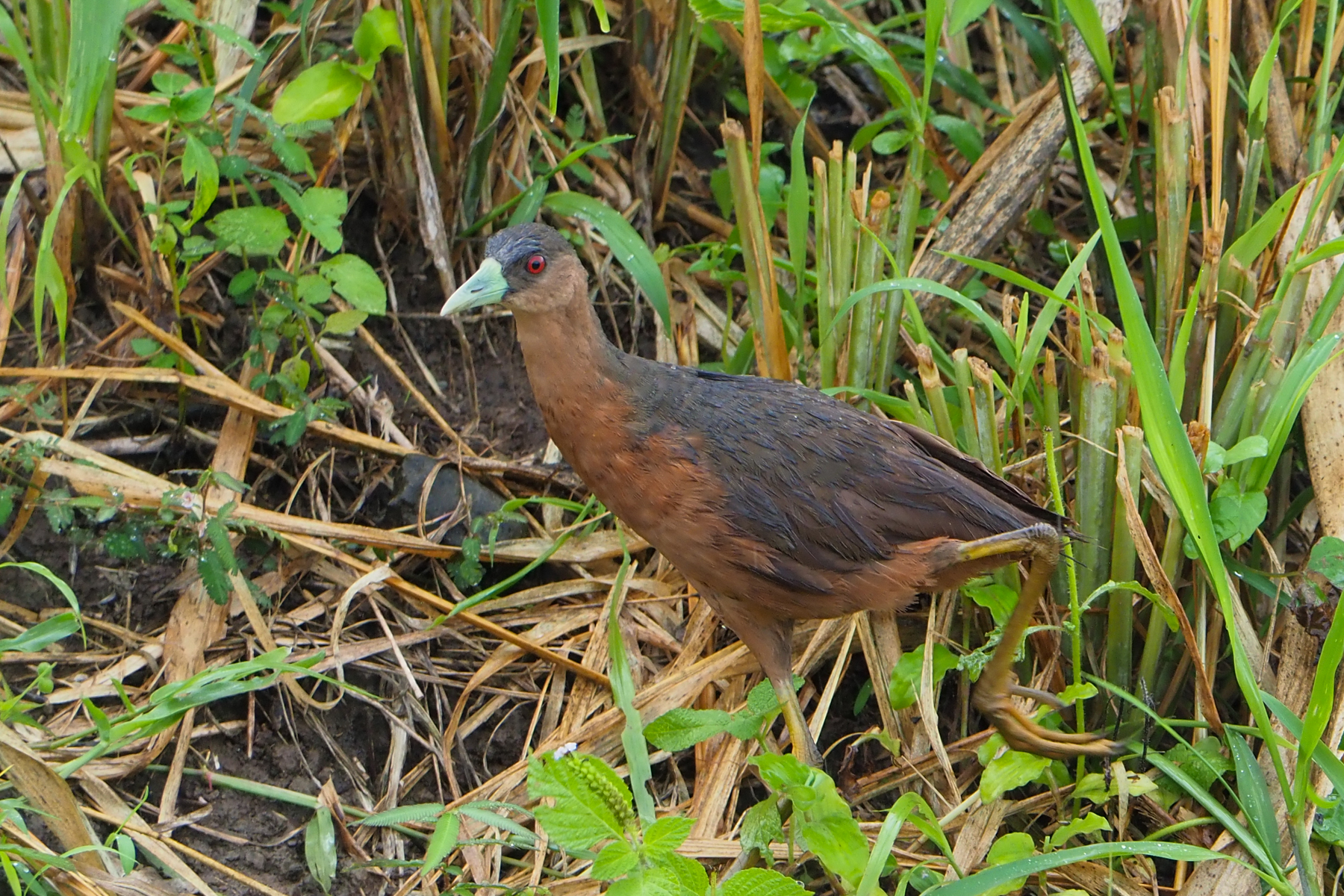 Isabelline Bush-hen (image by Dave Farrow)