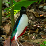 Ivory-breasted Pitta (image by Dave Farrow)
