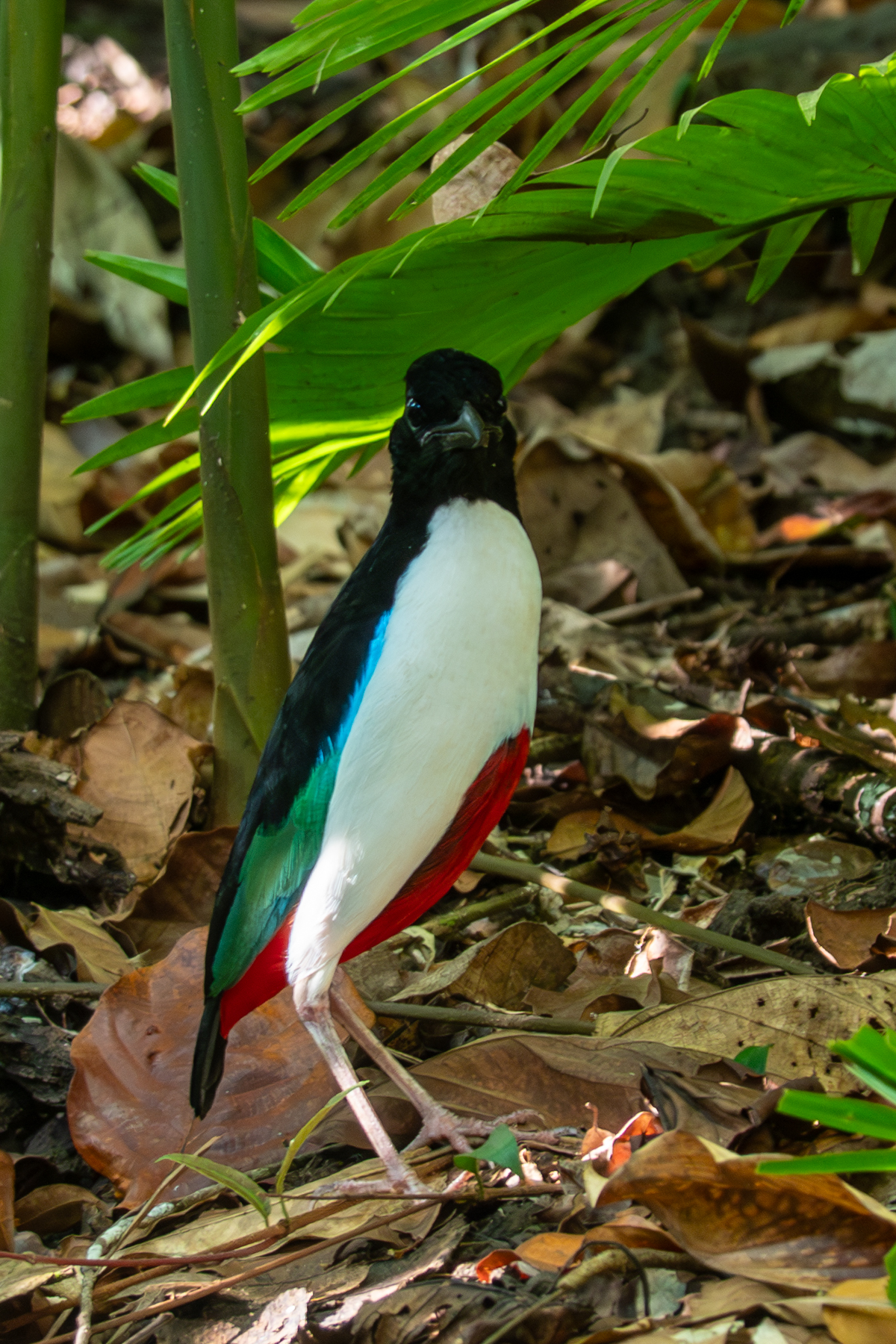 Ivory-breasted Pitta (image by Dave Farrow)