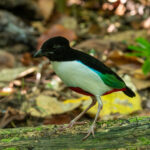 Ivory-breasted Pitta (image by Dave Farrow)