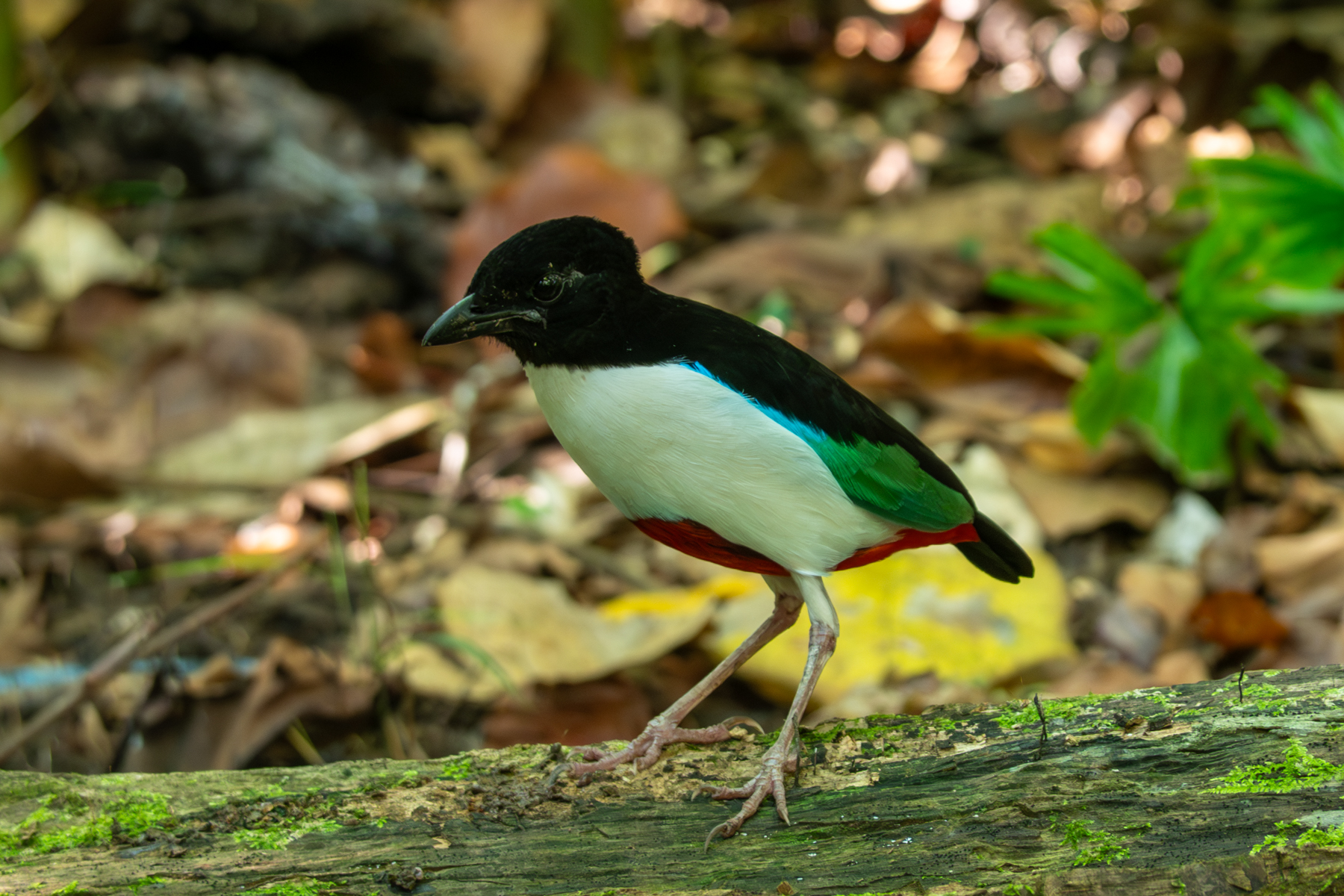 Ivory-breasted Pitta (image by Dave Farrow)