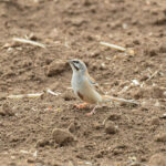 Jankowski's Bunting (image by Diedert Koppenol)