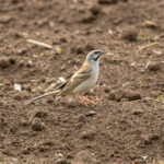 Jankowski's Bunting (image by Diedert Koppenol)