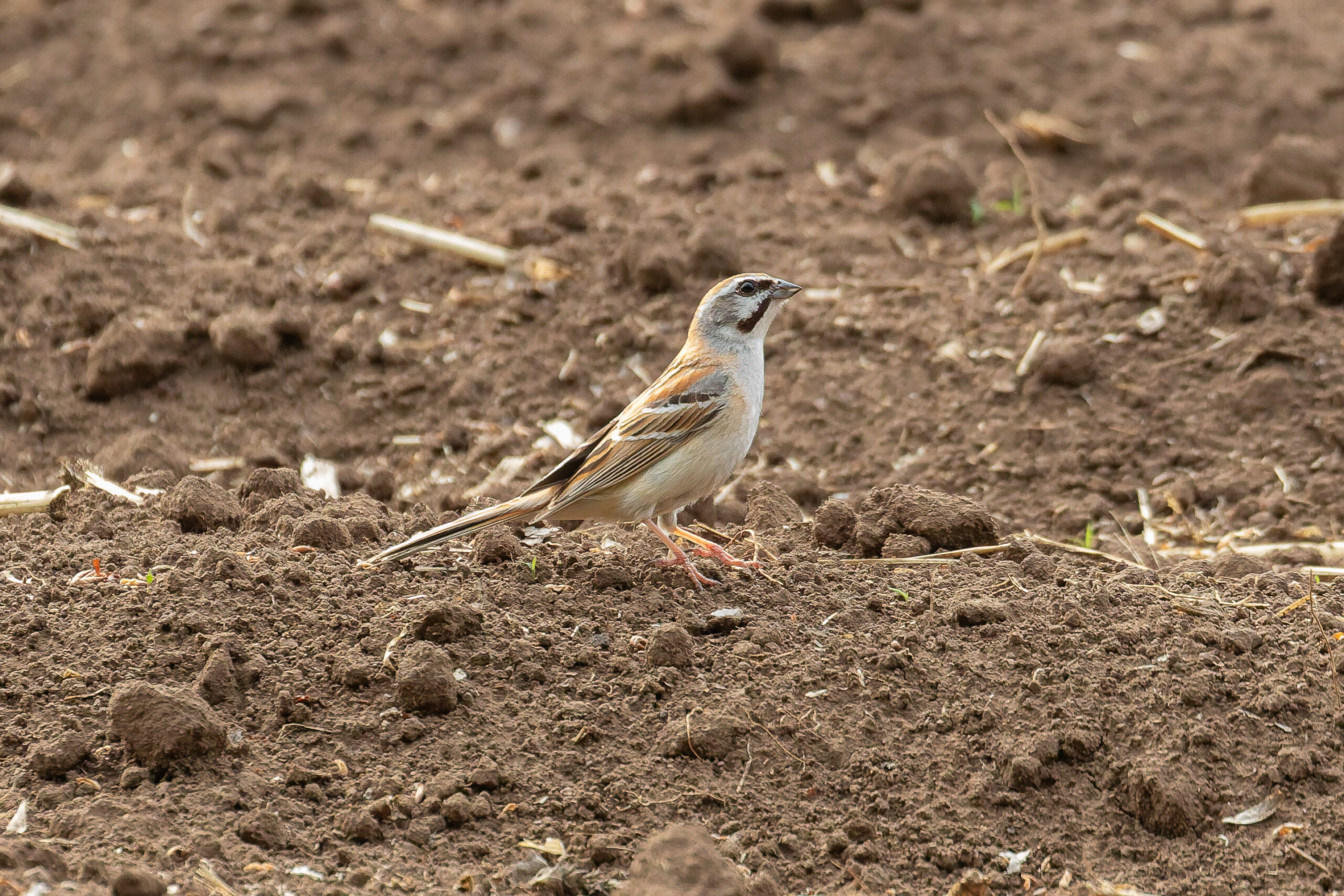 Jankowski's Bunting (image by Diedert Koppenol)