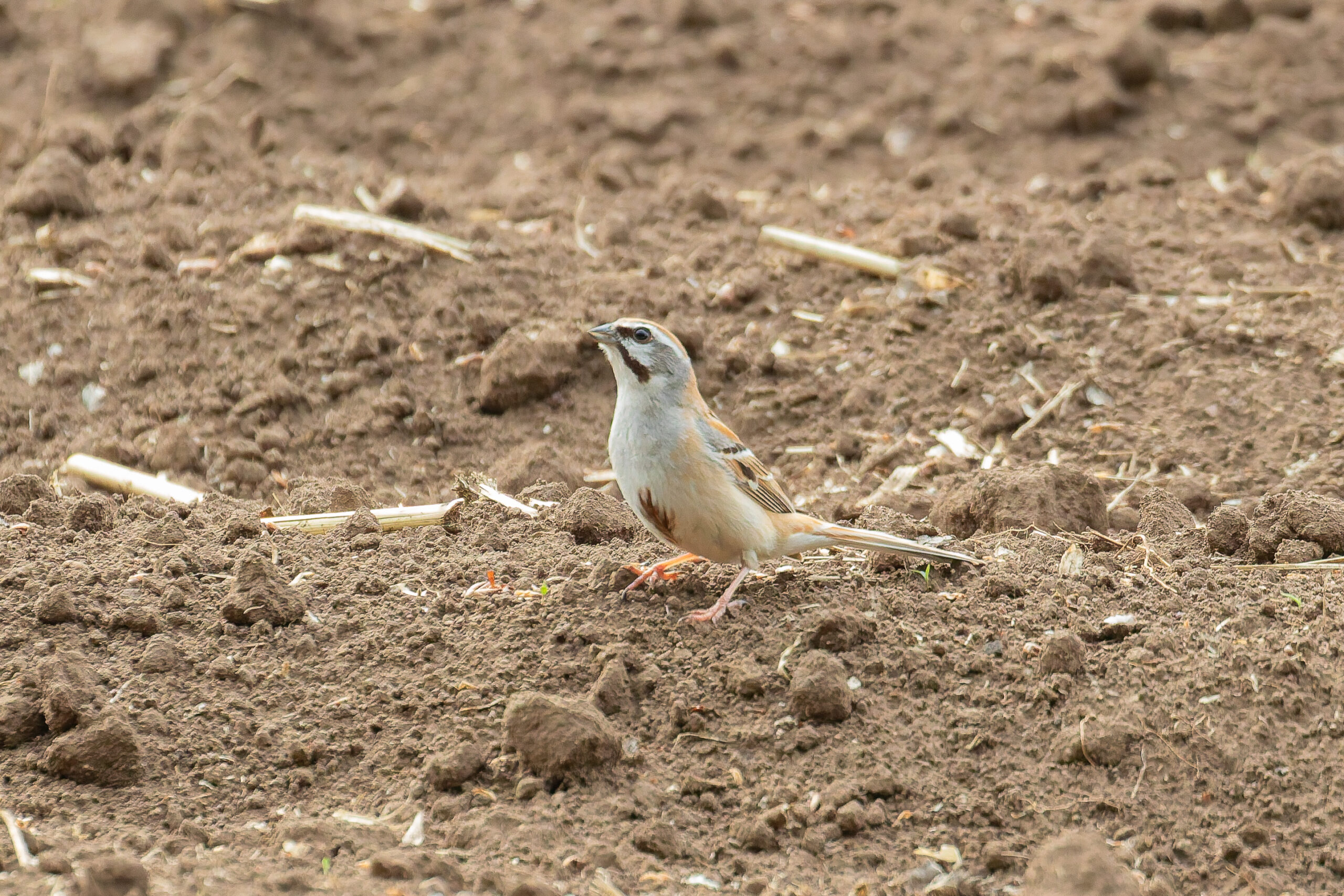 Jankowski's Bunting (image by Diedert Koppenol)
