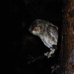 Japanese Scops Owl (image by Diedert Koppenol)