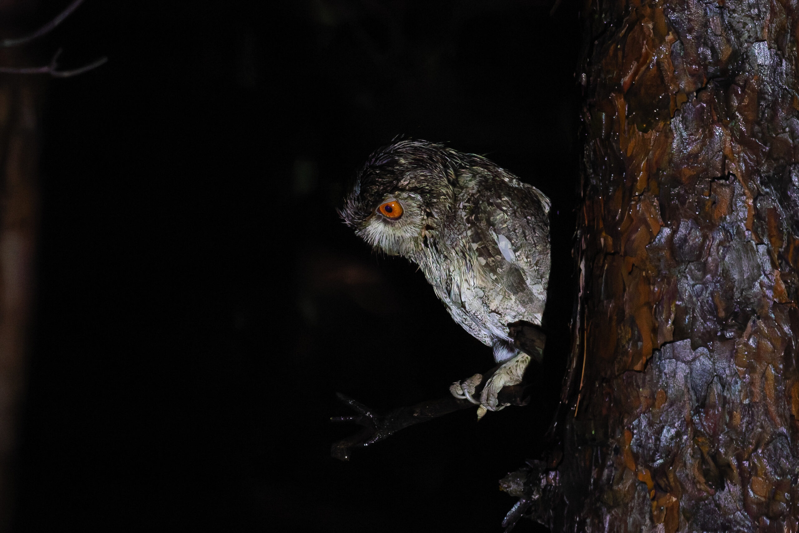 Japanese Scops Owl (image by Diedert Koppenol)