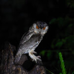 Japanese Scops Owl (image by Diedert Koppenol)