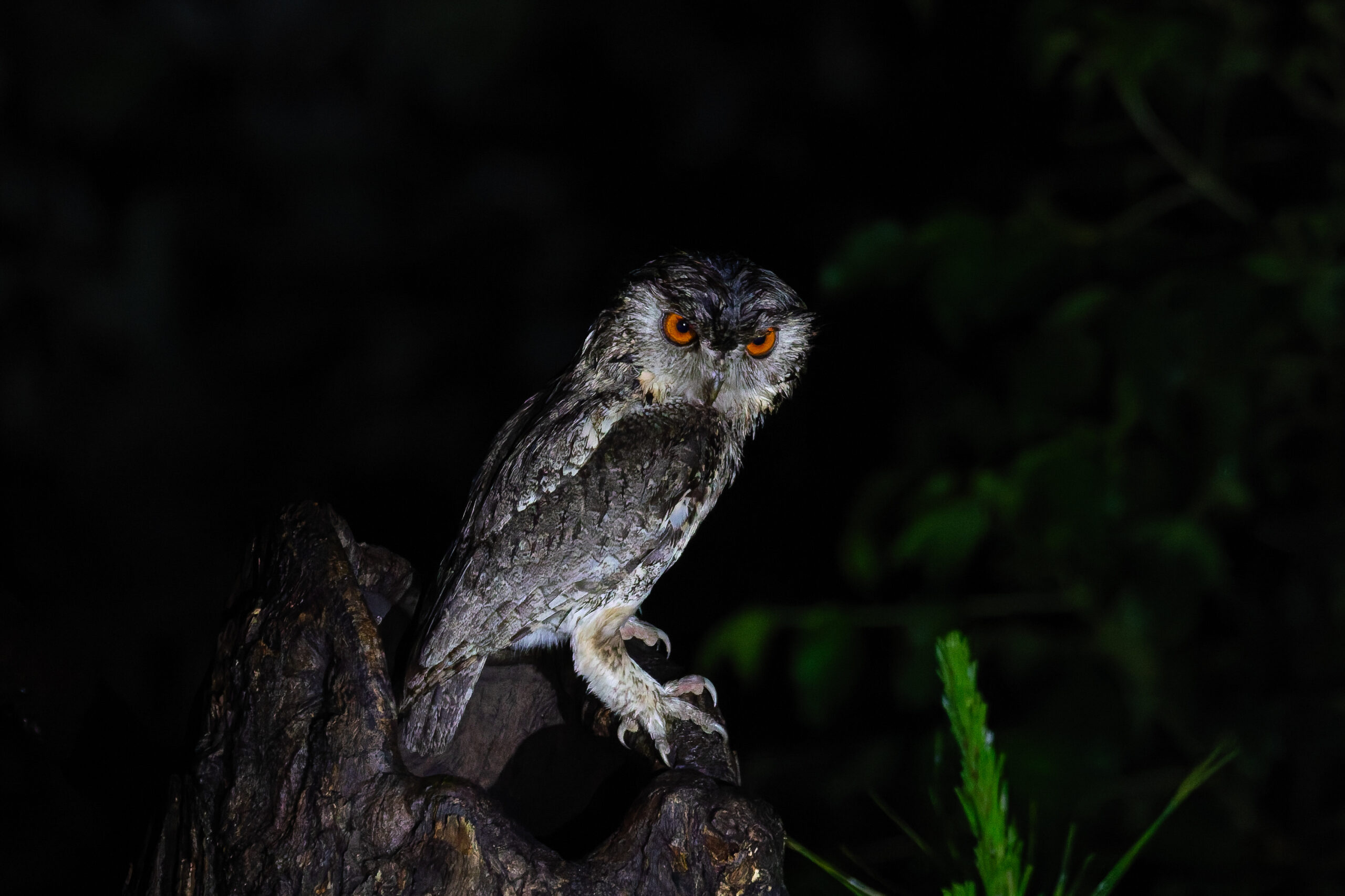 Japanese Scops Owl (image by Diedert Koppenol)