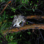 Japanese Scops Owl (image by Diedert Koppenol)