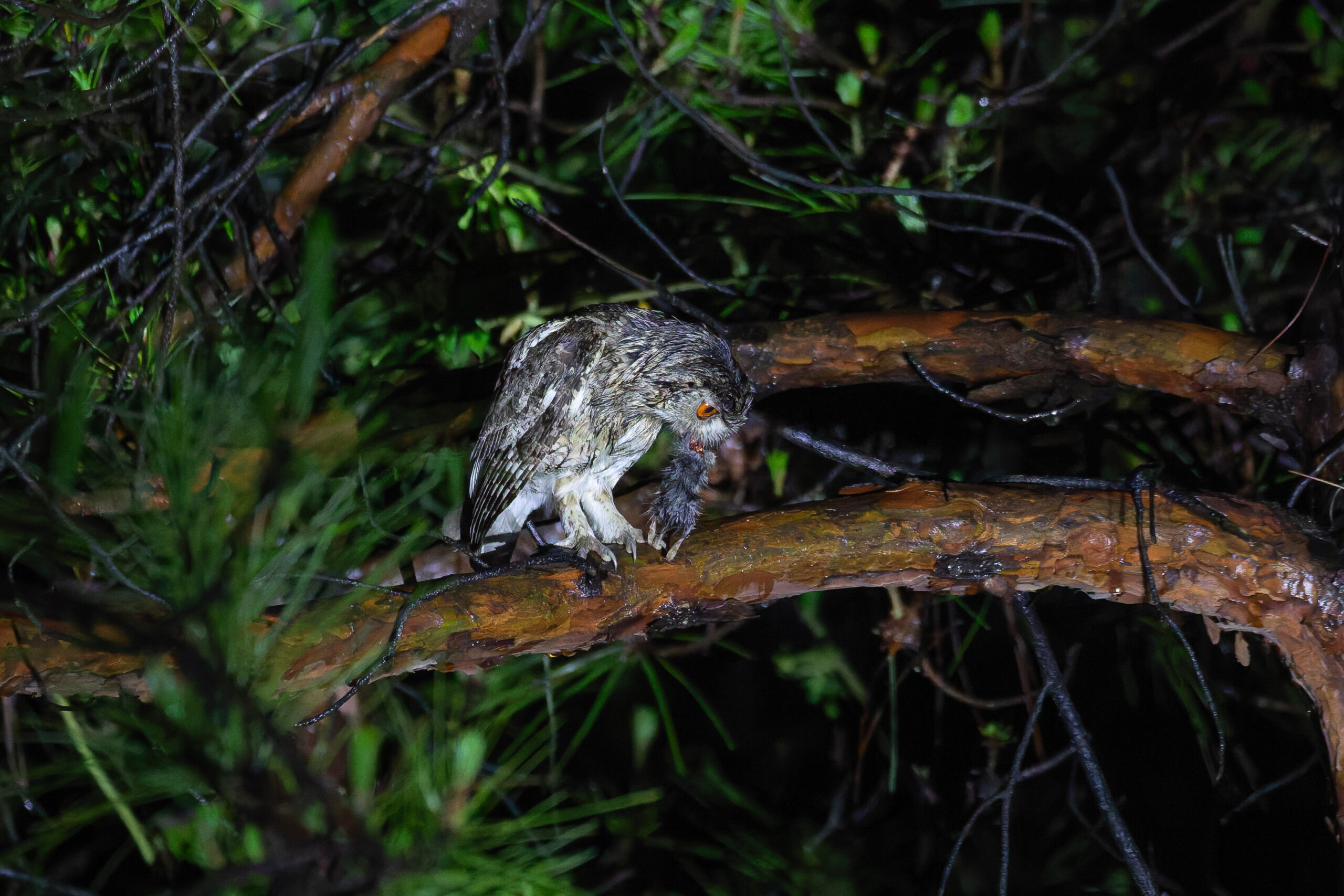 Japanese Scops Owl (image by Diedert Koppenol)