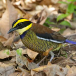 Javan Banded Pitta (image by Trevor Ellery)