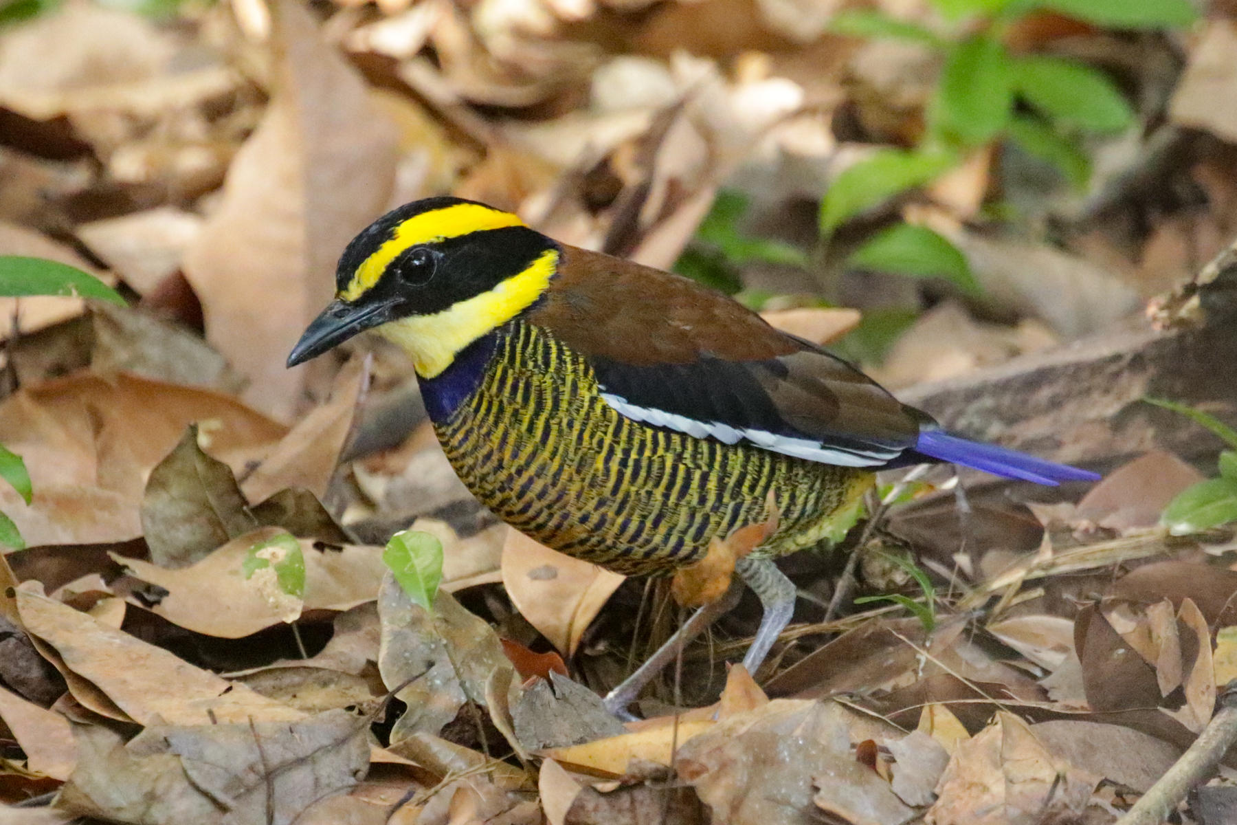 Javan Banded Pitta (image by Trevor Ellery)