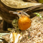 Javan Black-capped Babbler (image by Trevor Ellery)