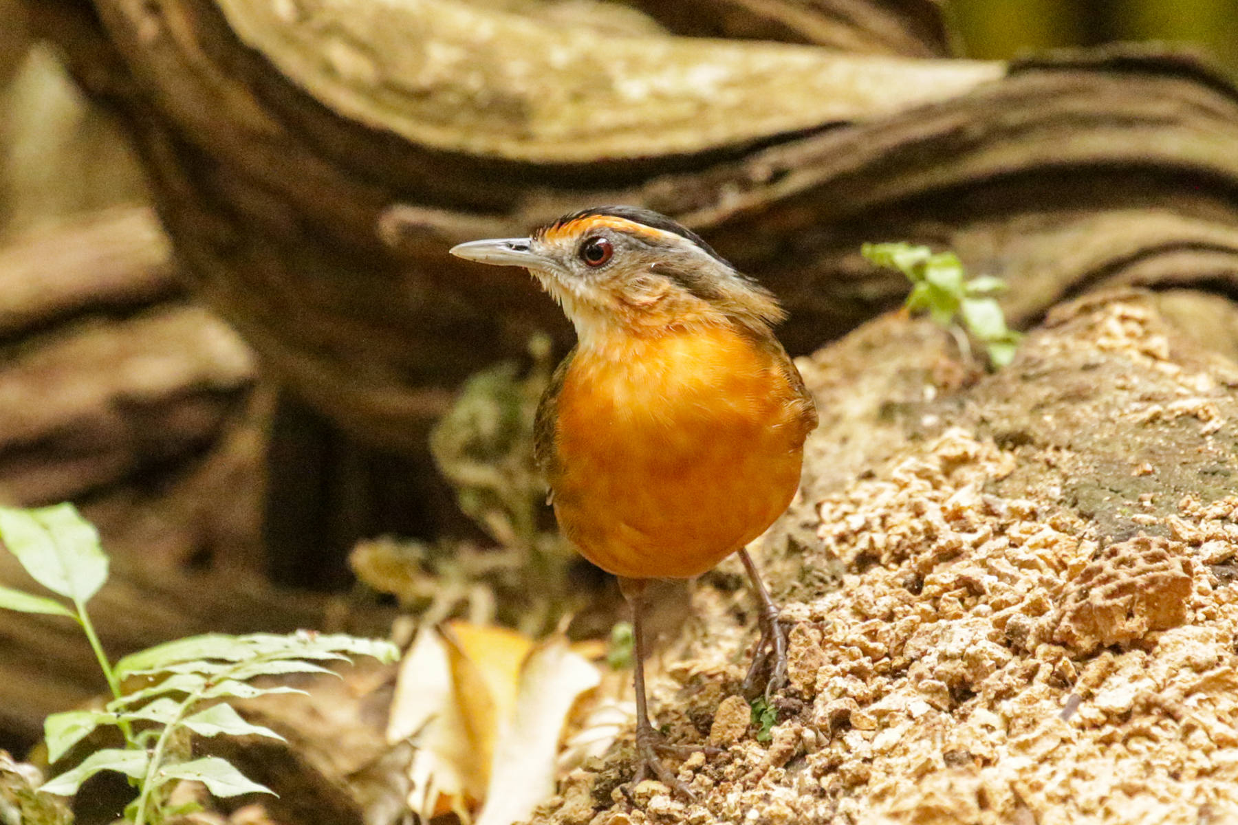 Javan Black-capped Babbler (image by Trevor Ellery)