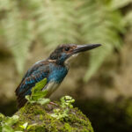 Javan Blue-banded Kingfisher (image by Trevor Ellery)