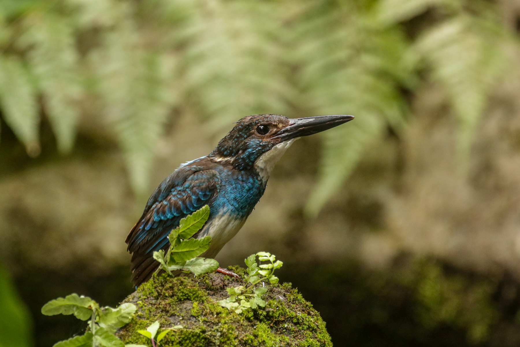 Javan Blue-banded Kingfisher (image by Trevor Ellery)