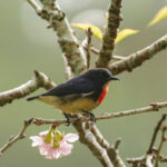 Javan Flowerpecker (image by Trevor Ellery)