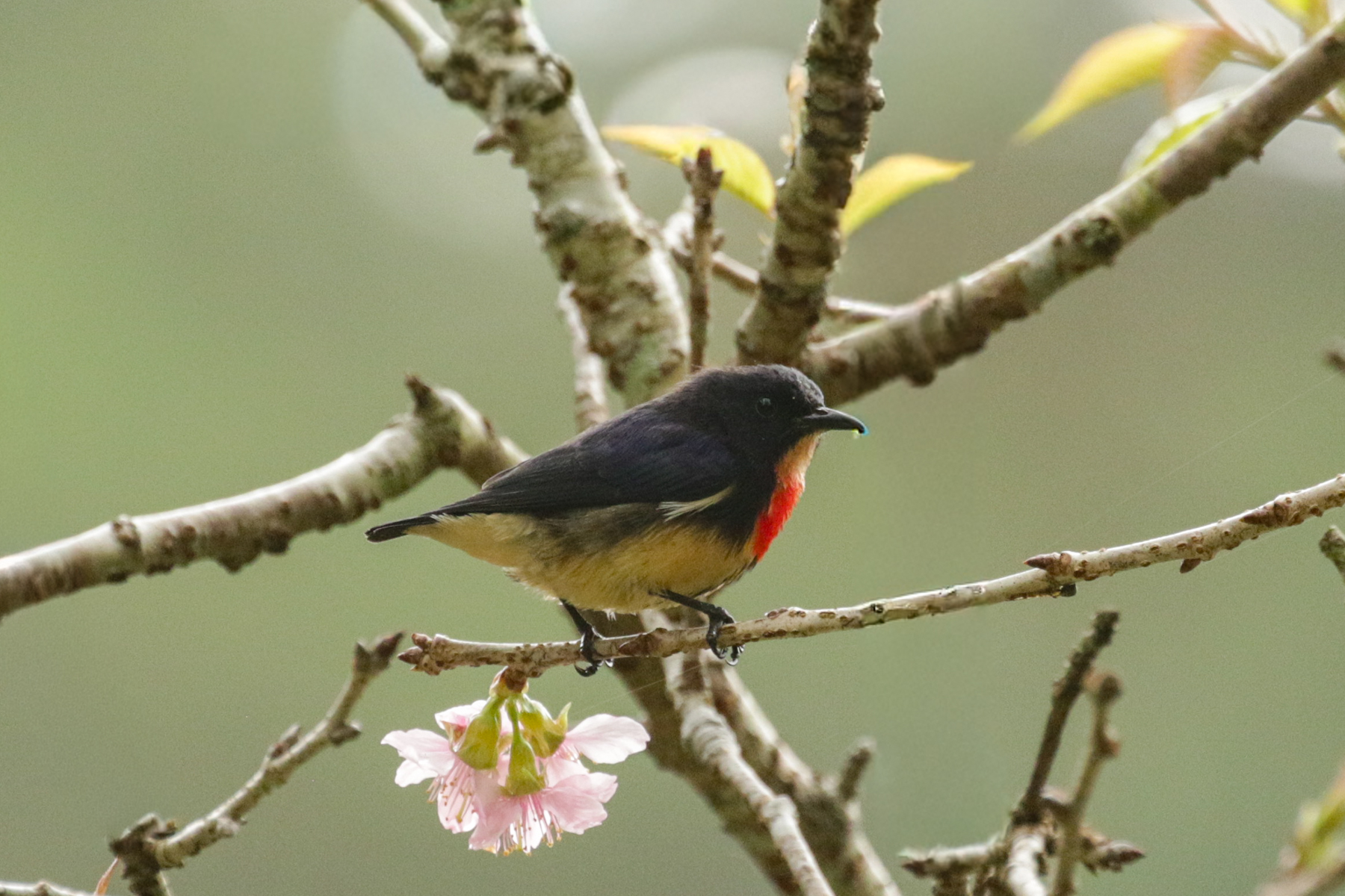 Javan Flowerpecker (image by Trevor Ellery)