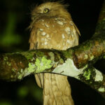 Javan Frogmouth (image by Trevor Ellery)