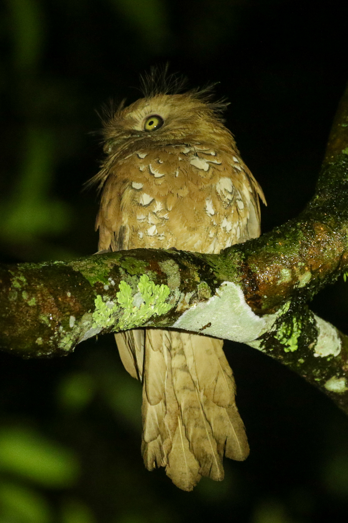 Javan Frogmouth (image by Trevor Ellery)