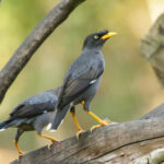 Javan Myna (image by Trevor Ellery)