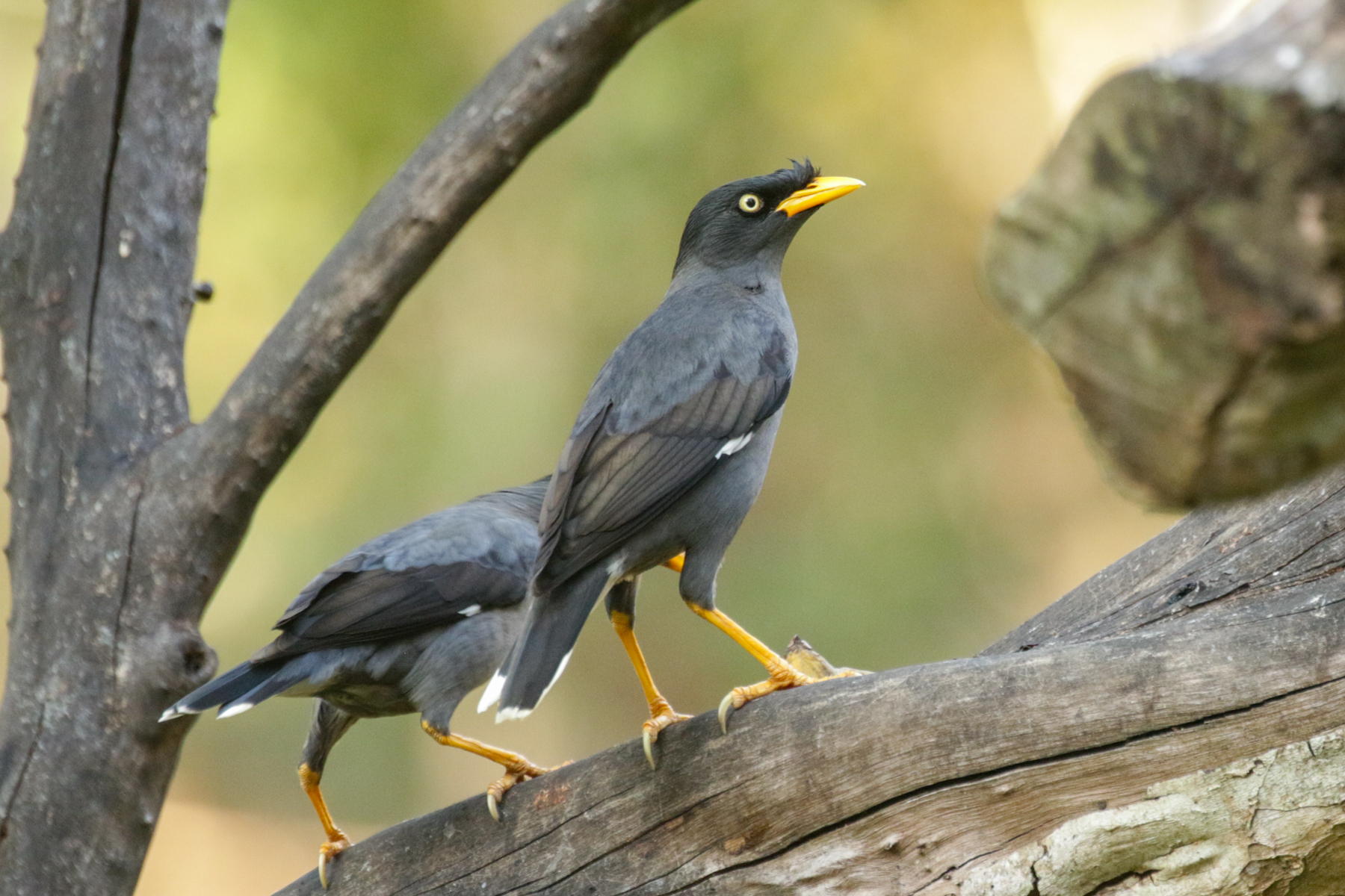Javan Myna (image by Trevor Ellery)