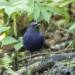 Javan Whistling Thrush (image by Trevor Ellery)