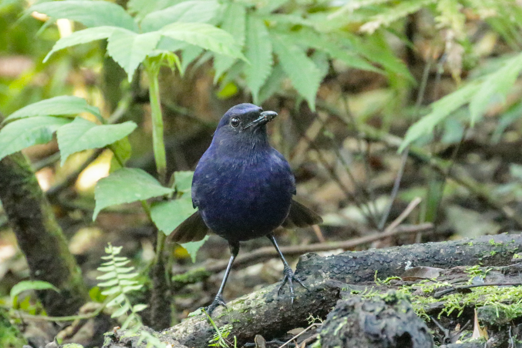 Javan Whistling Thrush (image by Trevor Ellery)