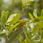 Javan White-eye (image by Trevor Ellery)