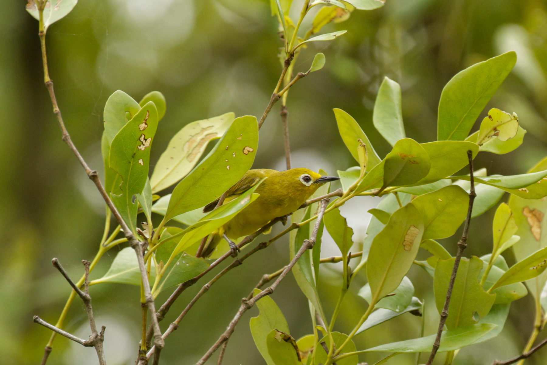 Javan White-eye (image by Trevor Ellery)