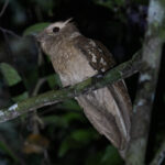 Large Frogmouth (image by Sjoerd Radstaak)