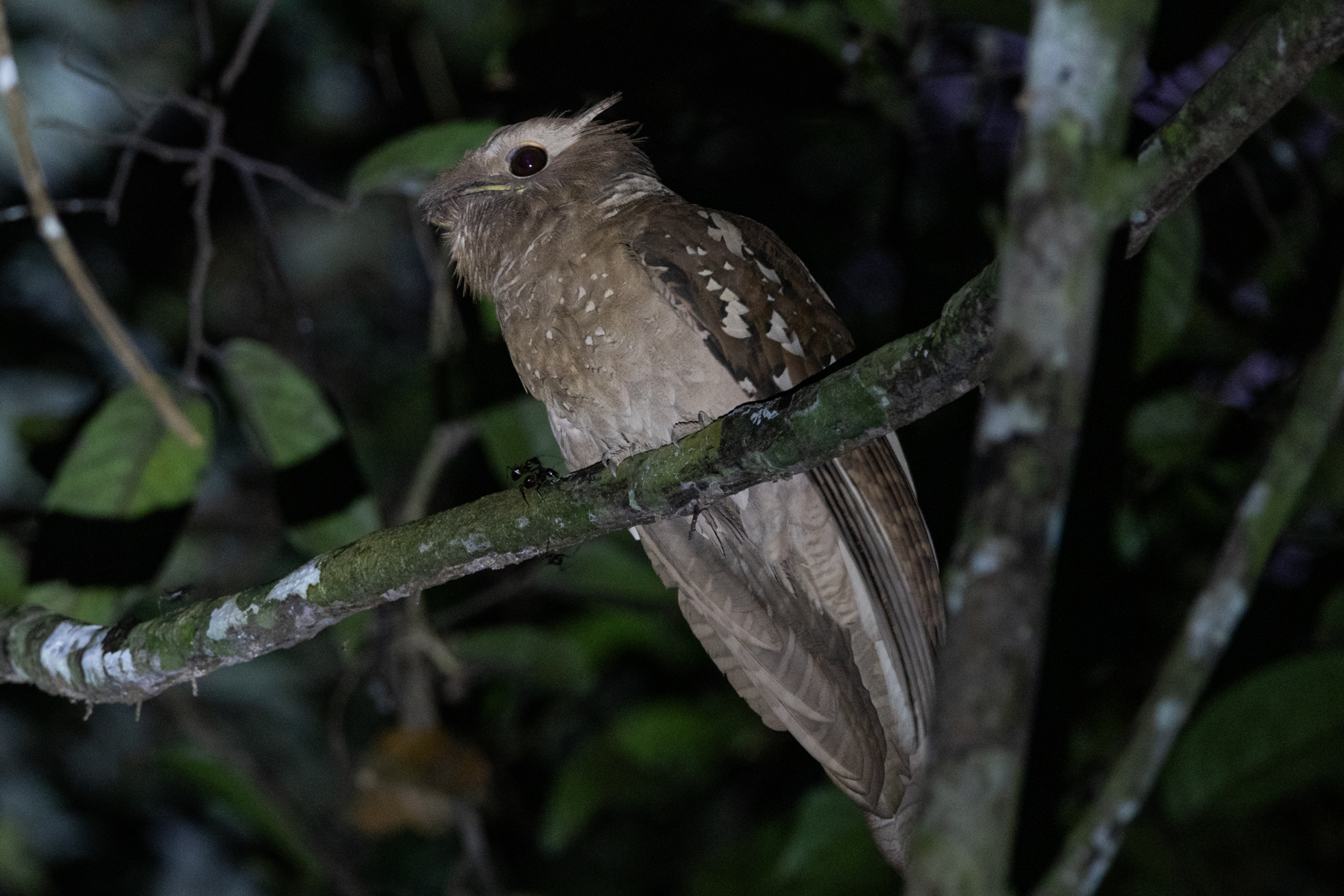 Large Frogmouth (image by Sjoerd Radstaak)