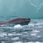 Leopard Seal (image by Diedert Koppenol)