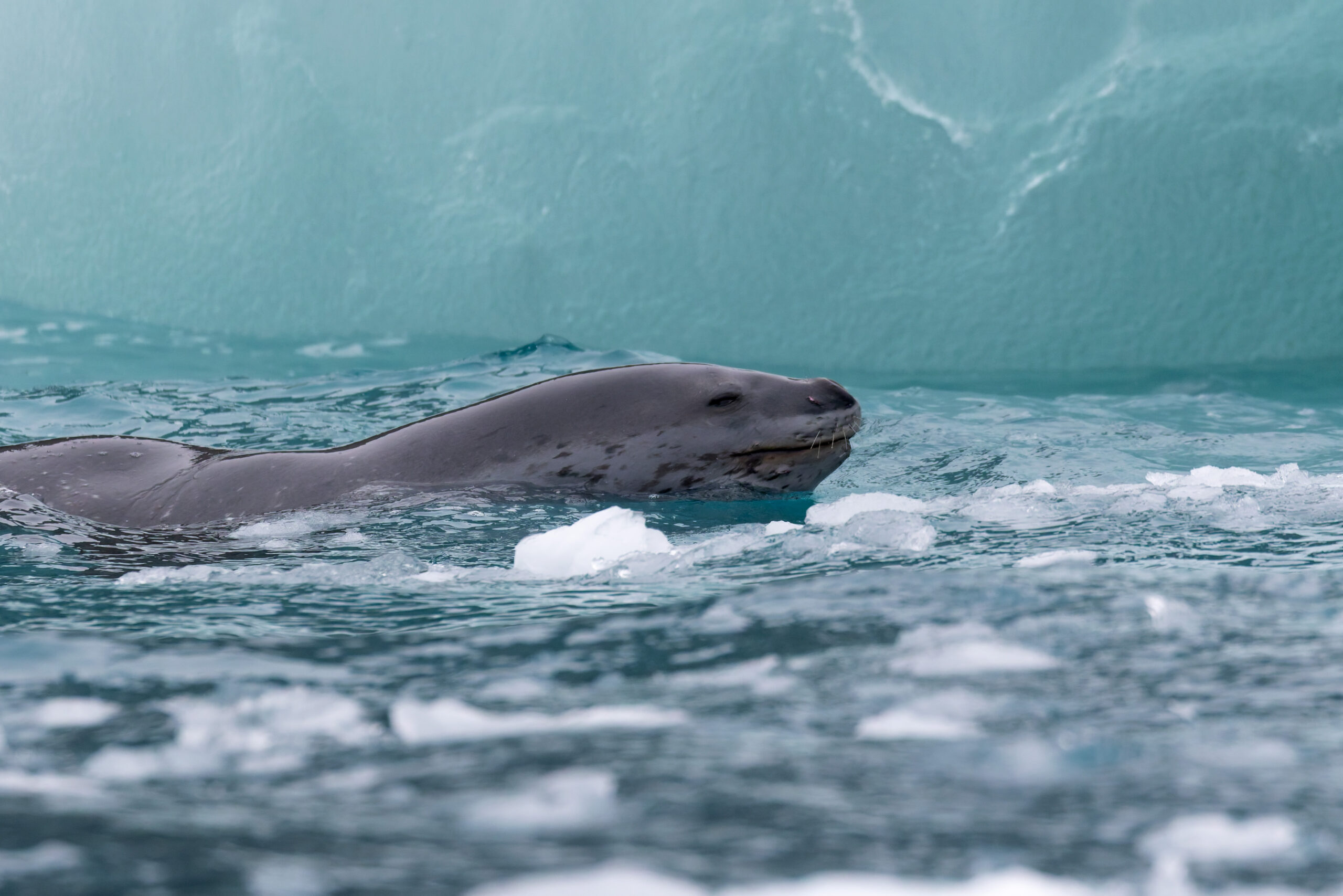 Leopard Seal (image by Diedert Koppenol)