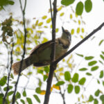 Lesser Necklaced Laughingthrush (image by Diedert Koppenol)