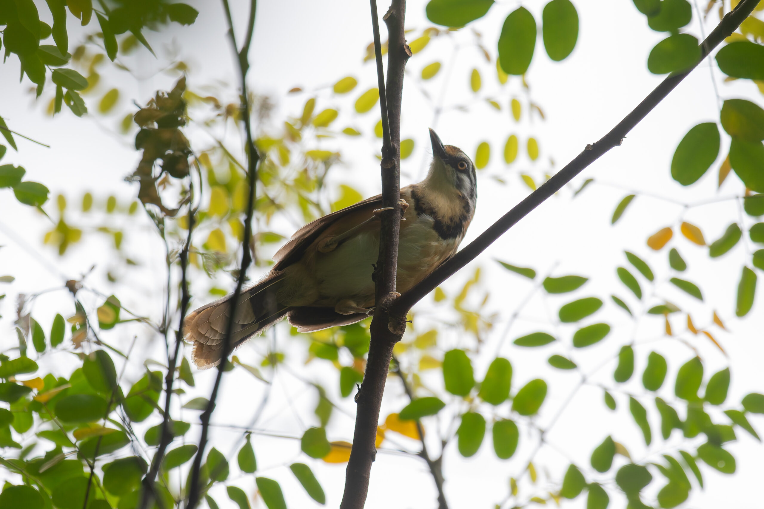 Lesser Necklaced Laughingthrush (image by Diedert Koppenol)