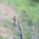 Little Bunting (image by Diedert Koppenol)