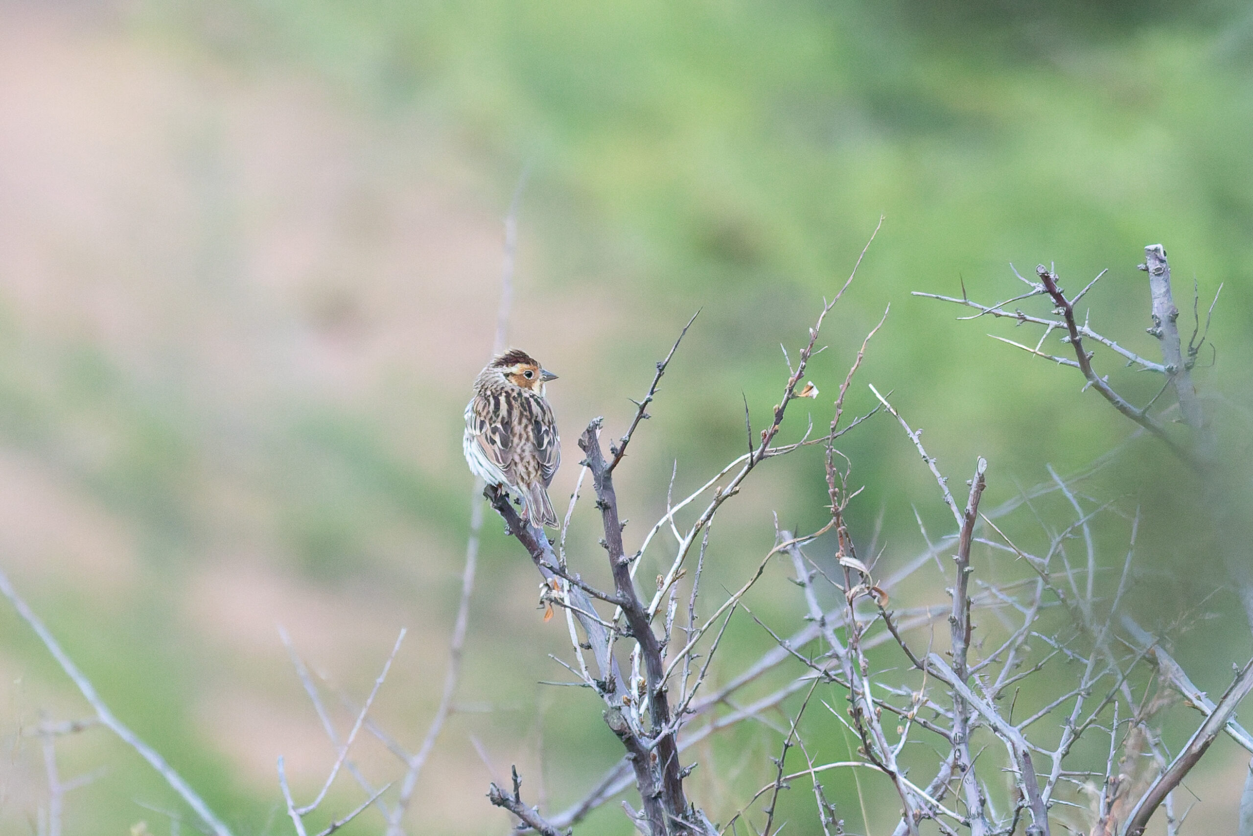 Little Bunting (image by Diedert Koppenol)
