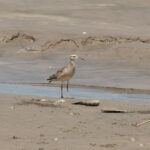 Little Curlew (image by Diedert Koppenol)