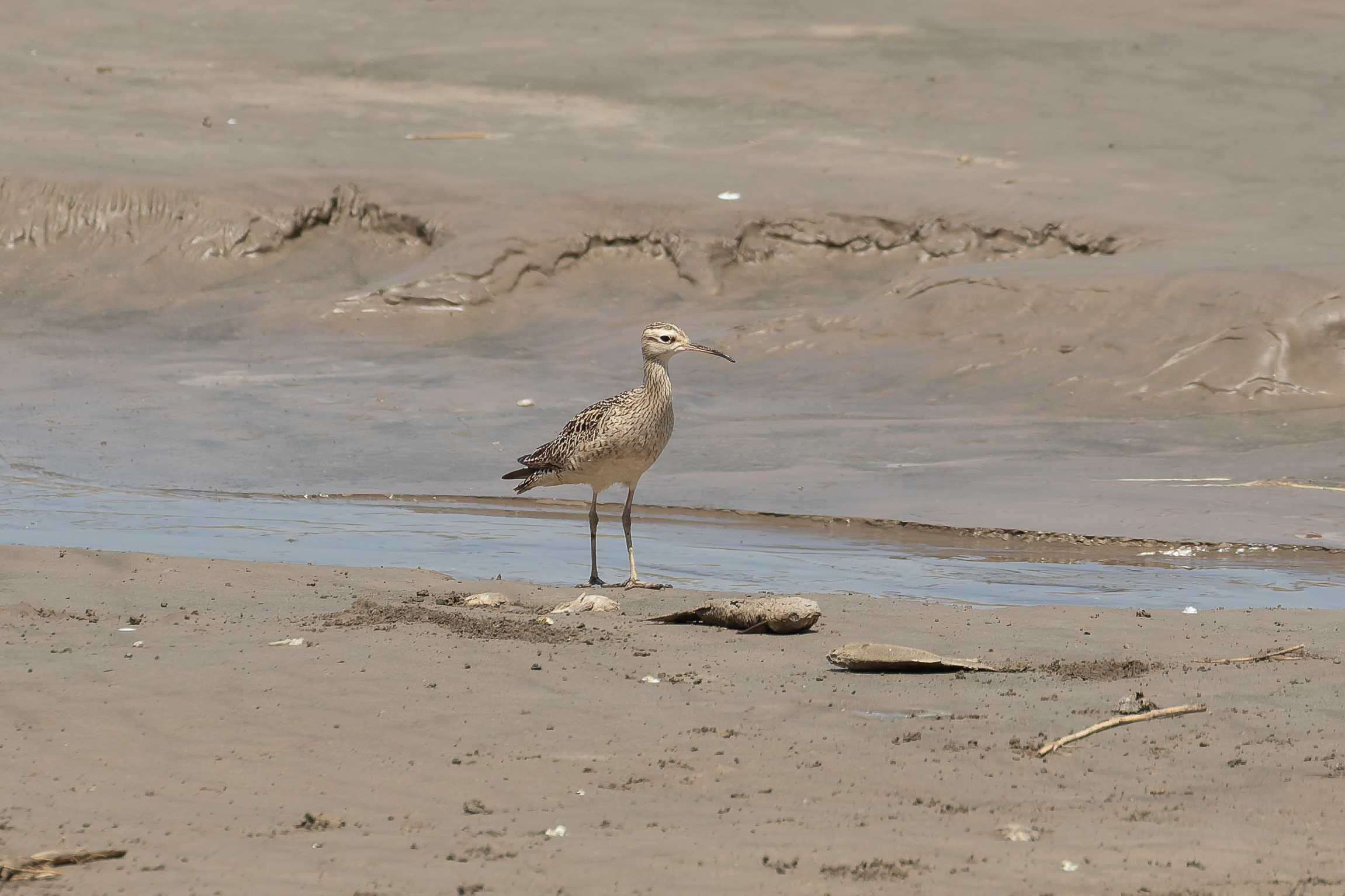 Little Curlew (image by Diedert Koppenol)