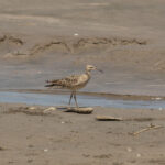 Little Curlew (image by Diedert Koppenol)